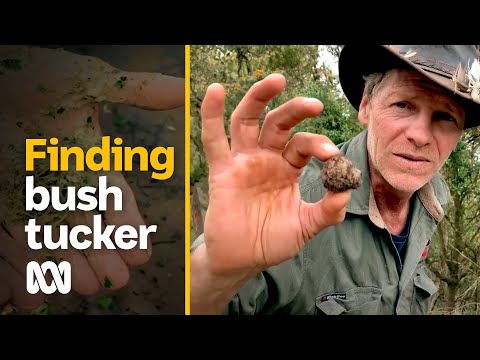 Eating native bush foods and medicines along an ancient riverway | ABC Australia