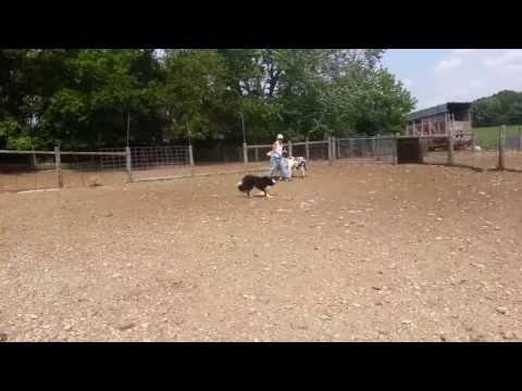 Magics legacy herding instinct test Nimbus 2013