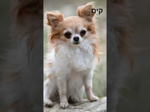 16 באפריל 2025