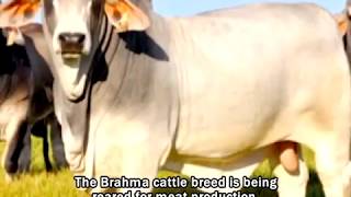 ভিডিও গ্যালারি