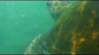 preview picture of video 'Snorkelling in the lagoon at Hilton Waikoloa Village'