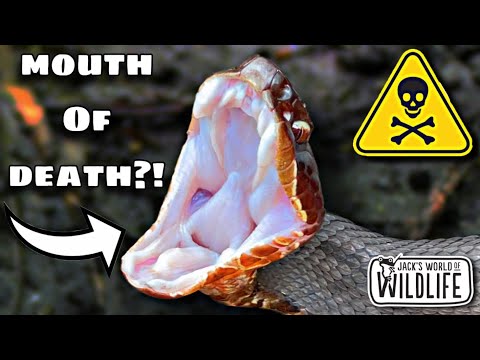 How DEADLY Is The BITE Of The COTTONMOUTH Really?