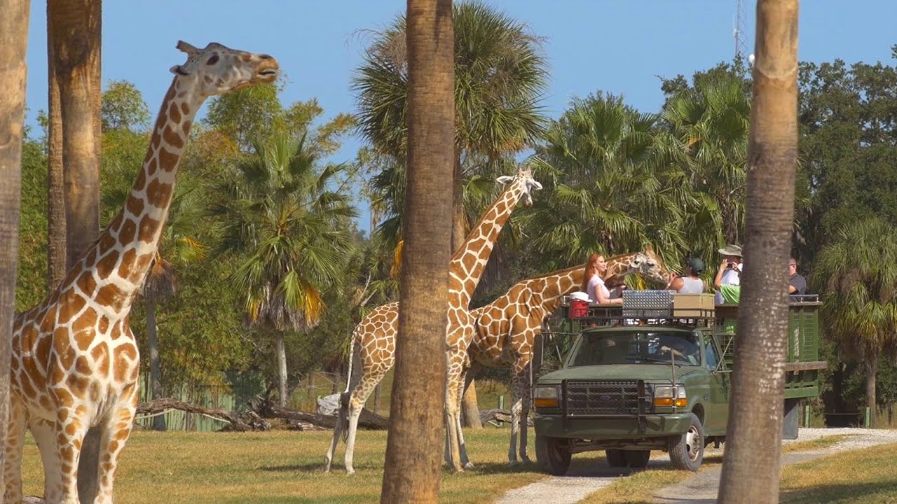 Busch Gardens Safari Meet Amazing Animals At The Serengeti Experience