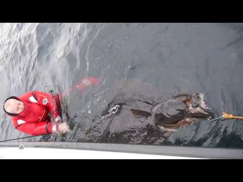 Fanget stor kveite ved Saltstraumen - big halibut in Norway