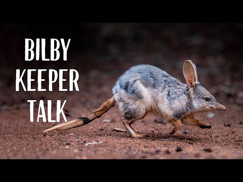 Bilby conservation at the Taronga Zoo
