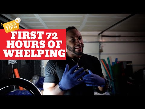 3 tips to whelping in the first 72Hrs!