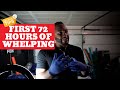 3 Tips To Whelping In The First 72Hrs