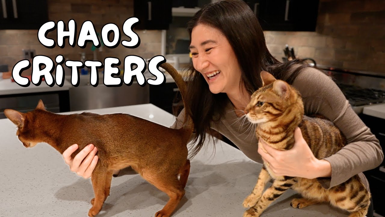 Moving across the country with our cats and dog… again — Abyssinian's first time in snow!