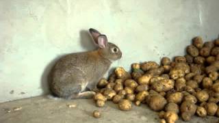 preview picture of video 'Bunny eating potatoes'