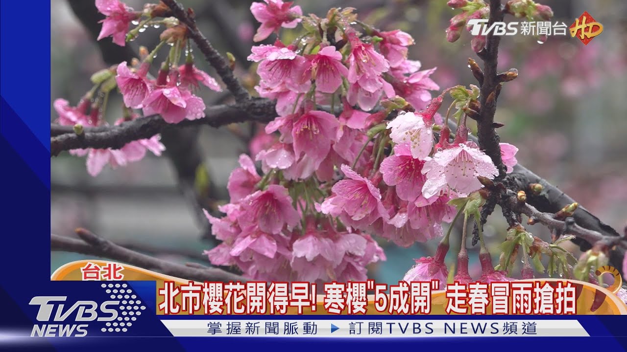 北市櫻花開得早!寒櫻「5成開」 走春冒雨搶拍