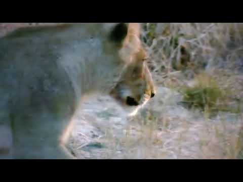 Lion Cubs 1 year old