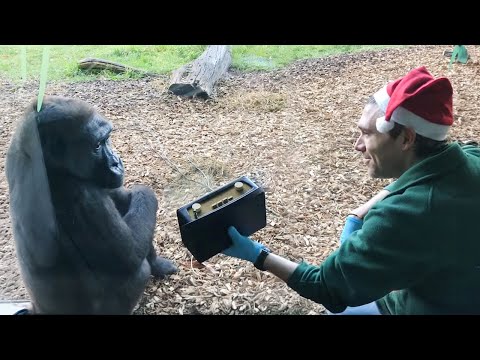 Monkey's Reaction to Music 😂Funniest Animal Videos