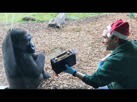 La réaction d'un singe à la musique Les vidéos d'animaux les plus drôles