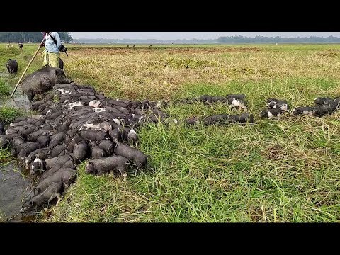 AWESOME MOTHER PIGS & THEIR 200+ PIGLETS IN NATURE