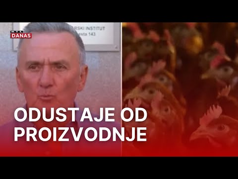 Hrvatski 'kralj jaja' mora ubiti 163.000 koka nesilica | RTL Danas
