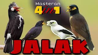 Download lagu Masteran JALAK 4in1 mp3