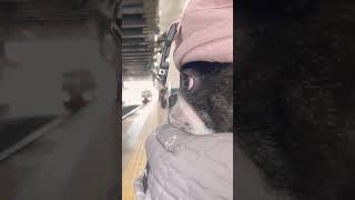 隙間からこっそり電車を見ています😂  "Peeking at the train sneakily through the gap" #shorts