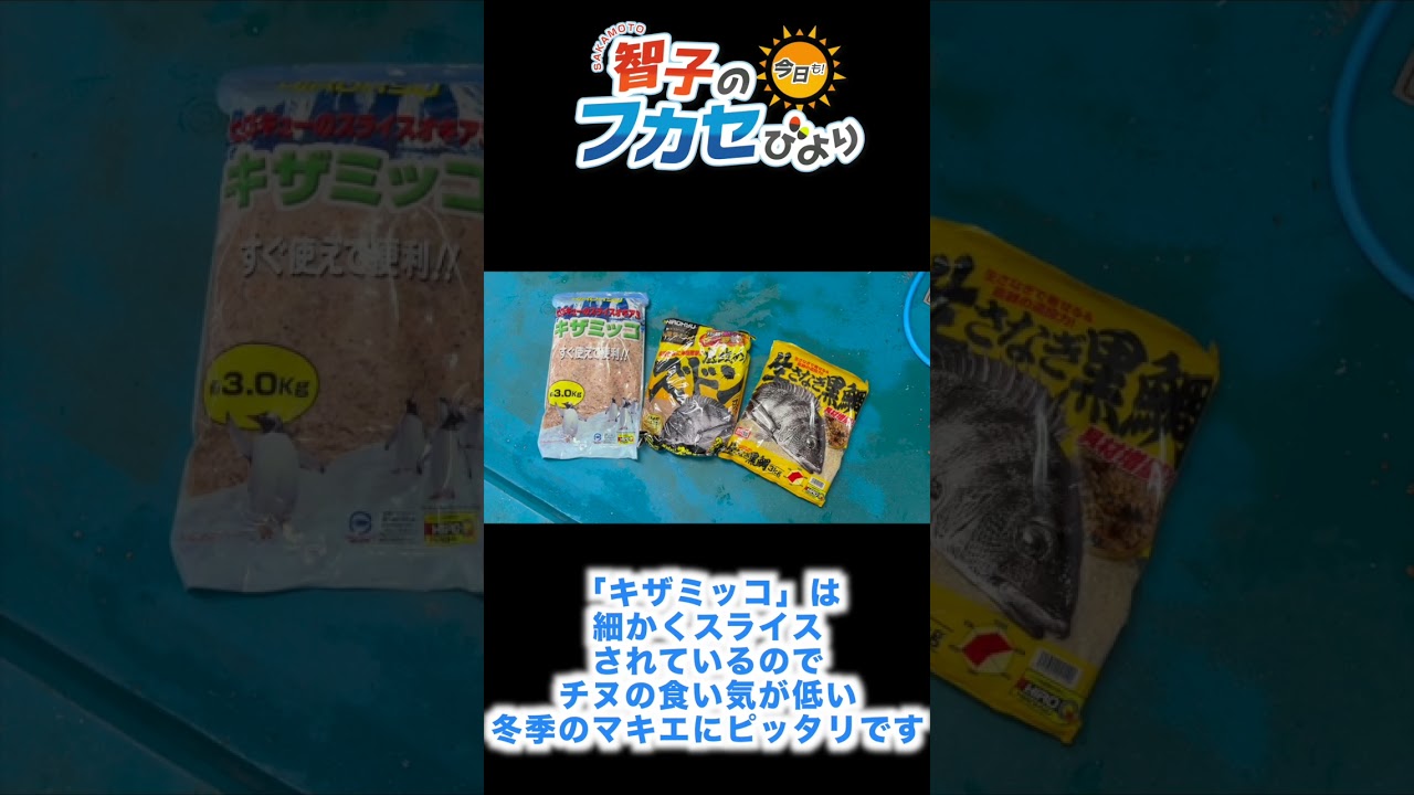 【１匹で大満足♪】脂が乗った極上チヌを狙え