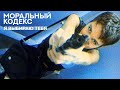 Моральный кодекс Я выбираю тебя