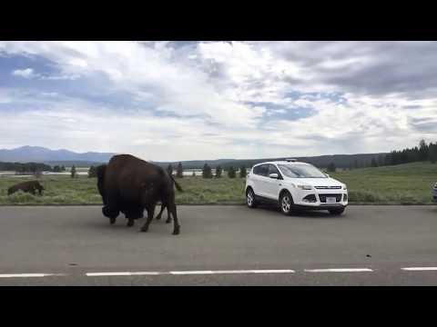 Bison growl as they walk by our car at Yellowstone National Park
