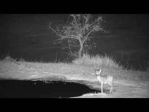 Djuma: Duiker drinks at pan with Lion (Dark Mane) sleeping across the dam - 19:34 - 09/30/21