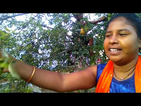 #surajmanisinku#vlog|kids|dishant anar ke paudhe ke dali me batye hue|online Patyakram.