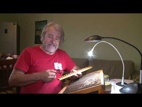 How to breed to produce royal jelly