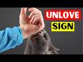 5 Signs Your CAT DOESN T LOVE You Even If You Think They Do