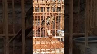 Download lagu BUKAN Burung BRANJANGAN!#shorts mp3 Download lagu BUKAN Burung BRANJANGAN!#shorts mp3