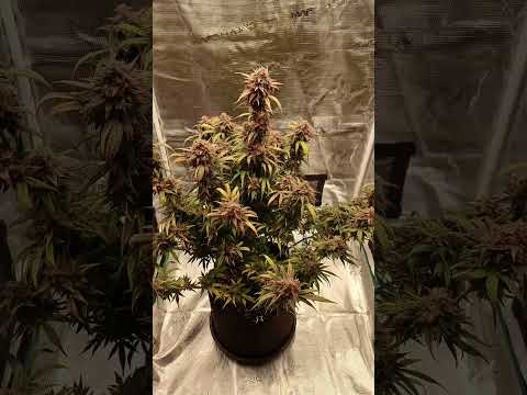 Sticky Orange XXL Automatik von Sensi Seeds  unter der Mars Hydro FC-1500 #marshydro