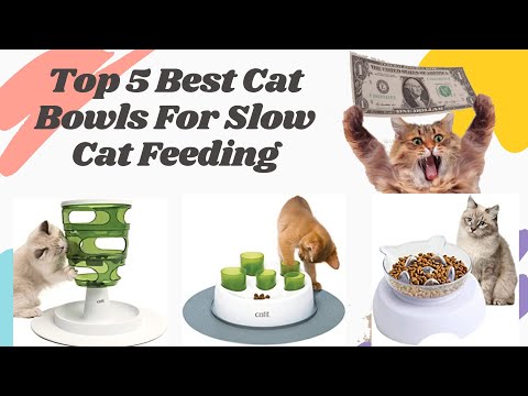 Top 5 Best Cat Bowls For Slow Feeder