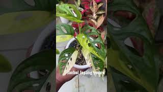 Download lagu Janda bolong rimbun#shorts #davankaplants #jandabolong #plantaddict #tanamanviral mp3