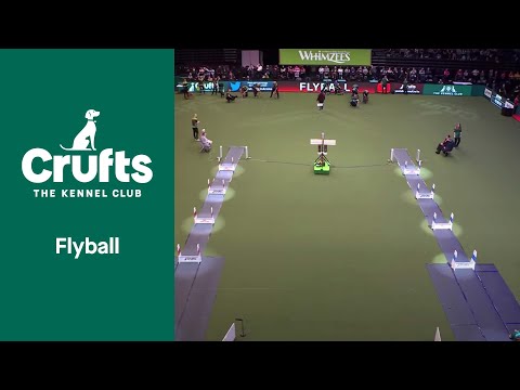 Flyball - Quarter Finals | Crufts 2022