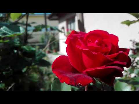 trandafir rosu
