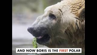 Boris the Polar Bear Receives Stem Cell Therapy from Colorado State Veterinarian