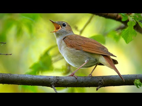 Bird sounds – Common nightingale (Luscinia megarhynchos)