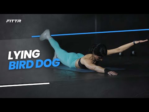 Lying Bird Dog