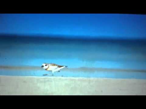 Survivor Creeper Bird