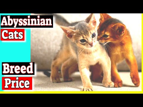 Abyssinian Cats - How much are Abyssinian cats?
