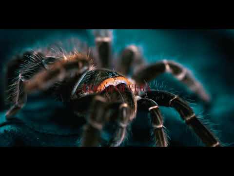 Mfnswayzee - Emotional (Official Video)