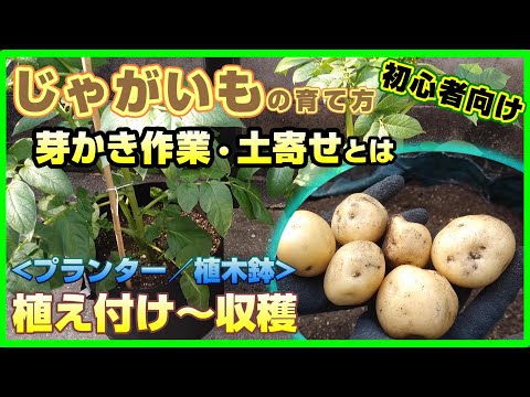 ジャガイモの収穫時期は何によって決まりますか？ 2つの期間があり、どちらを選択するかはあなたが決めます！  庭園