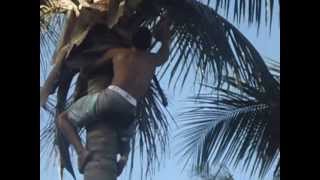 preview picture of video 'Esse gosta de escorregar no coqueiro..☺'