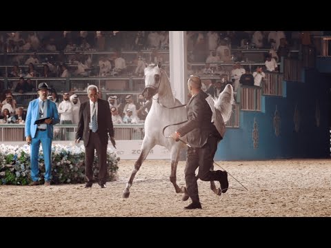 EKS FARAJJ - 2023 World Silver Champion Senior Stallion