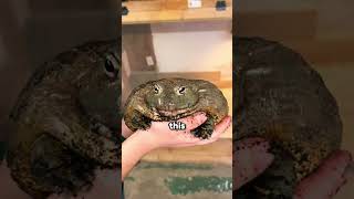 The 3 Deadliest Frogs You Should NEVER Touch!
