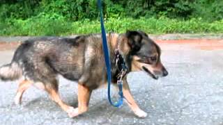 Sammy the dog trotting and running in slow motion