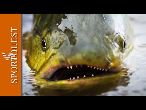 Fly Fishing For Golden Dorado, Pacu And Pirá Pitá On The Paraná River