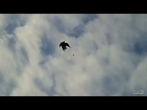 shoot compilation from the last 3 shoots