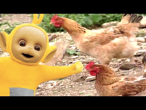 Teletubbies | Feeding Chickens | Portugal | 103 | Videos For Kids