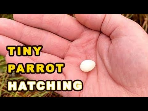 The Smallest Parrot you have ever seen - Tiny egg rescue