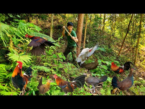 75 days of using survival skills, trapping wild boars, wild chickens, wild fish, survival alone